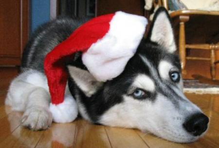 Husky Père-Noel